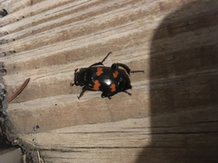 Nicrophorus sayi