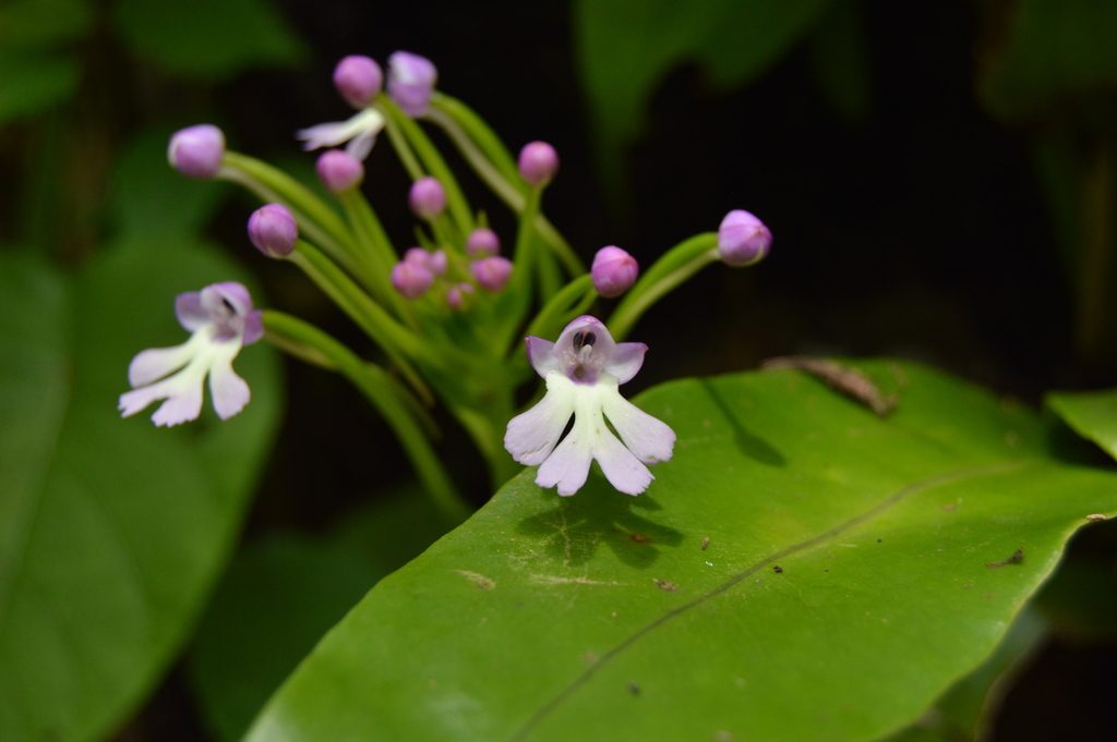 Cynorkis fastigiata