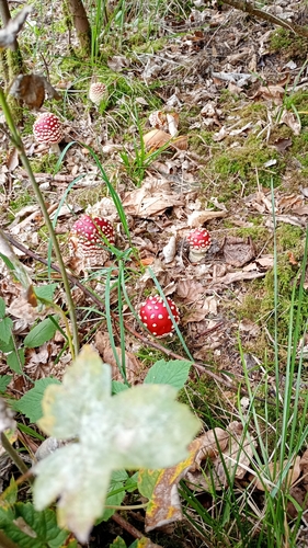Fly Agaric