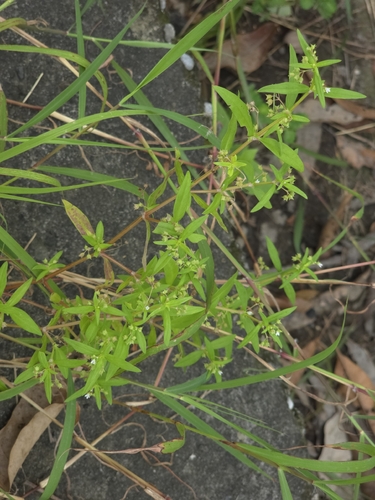 Oldenlandia corymbosa
