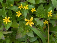 Calyptocarpus vialis, photograph (c) Francisca Wu, some rights reserved (CC BY)