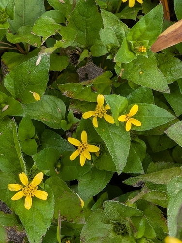 Calyptocarpus vialis, photograph 2