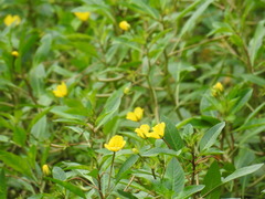 Ludwigia peploides, photograph (c) Laura Mae, some rights reserved (CC BY)