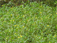 Ludwigia peploides, photograph (c) Laura Mae, some rights reserved (CC BY)