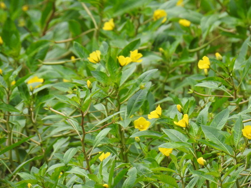 Ludwigia peploides, photograph 1