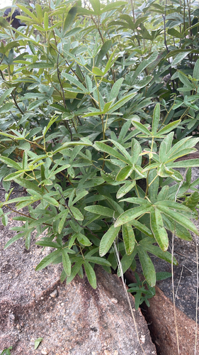Cochlospermum tinctorium