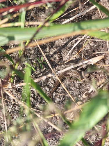 Sand Lizard