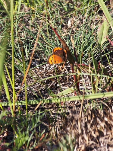 Small Copper