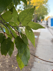 Celtis occidentalis