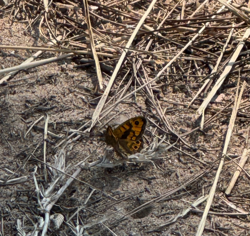 Wall Brown