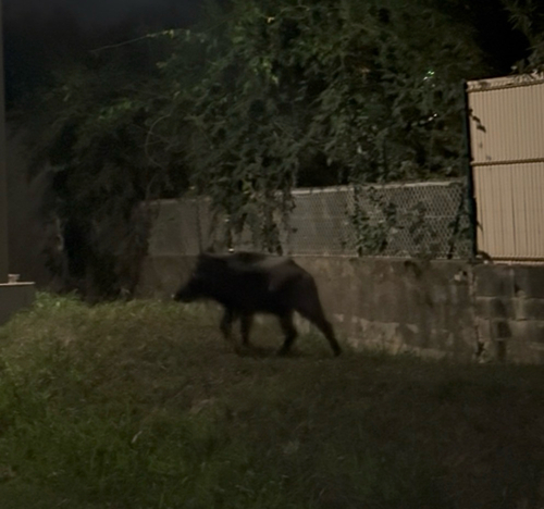 Wild Boar