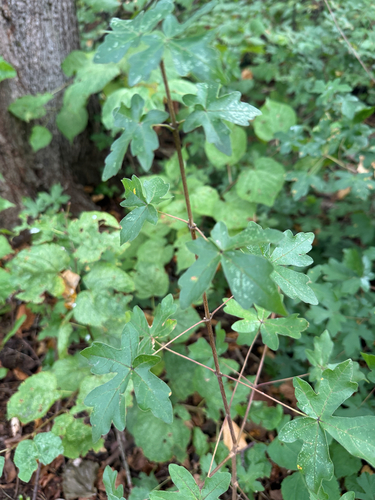field maple