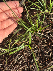 author not stated, no rights reserved Cyperus rotundus, photograph author not stated, no rights reserved