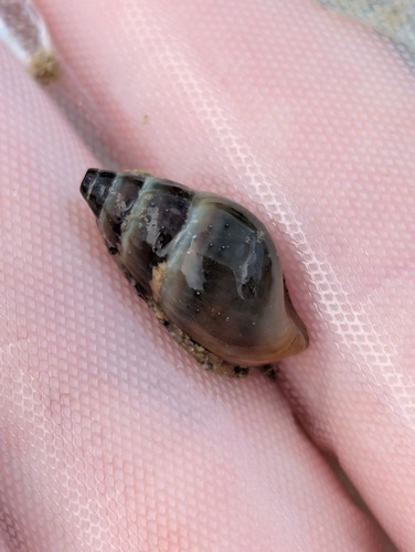 Goniobasis livescens, 2026-09-25