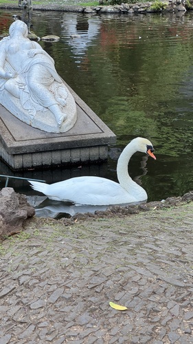Mute Swan