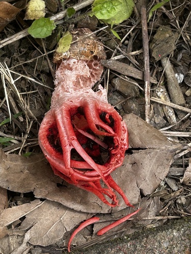 anemone stinkhorn fungus