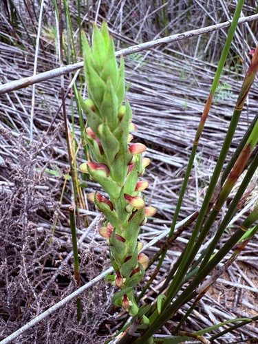 Disa bracteata, photograph 1