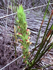 Disa bracteata