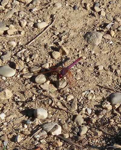 Violet Dropwing