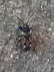 Rhyparochromus