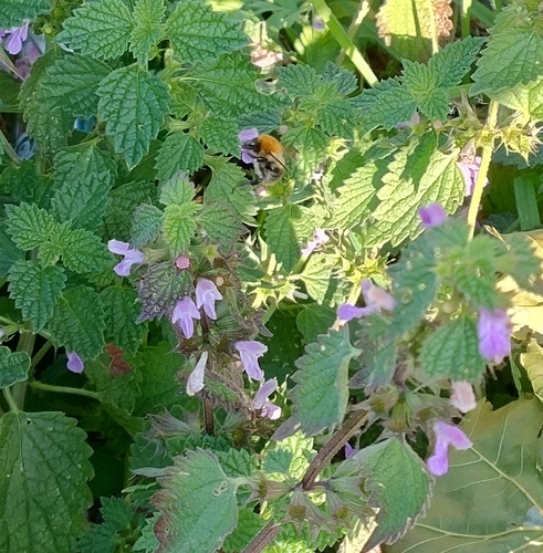 Common Carder Bumble Bee