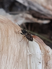 Rhyparochromus