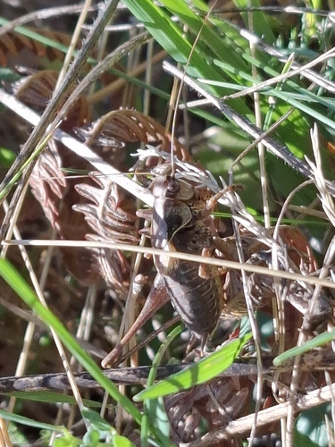 Dark Bush-cricket