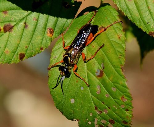 Great Golden Digger Wasp