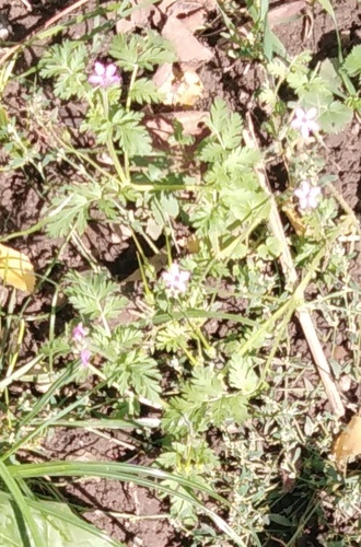 Erodium cicutarium, photograph 4