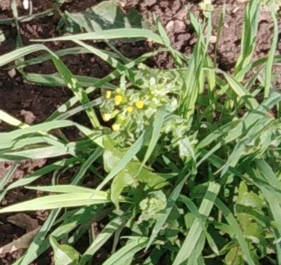Senecio vulgaris, photograph 3