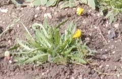 Scorzoneroides autumnalis