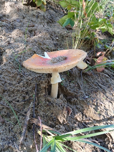 Fly Agaric
