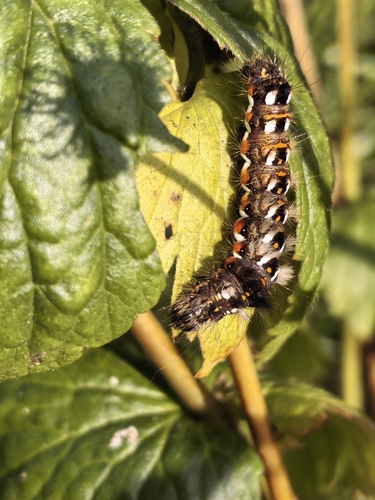 Knot Grass Moth
