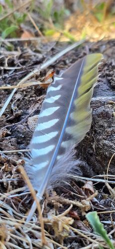 Plume de Pic de Sharpe