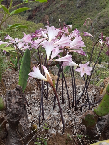 Belladonna Lily