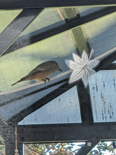 Say's Phoebe