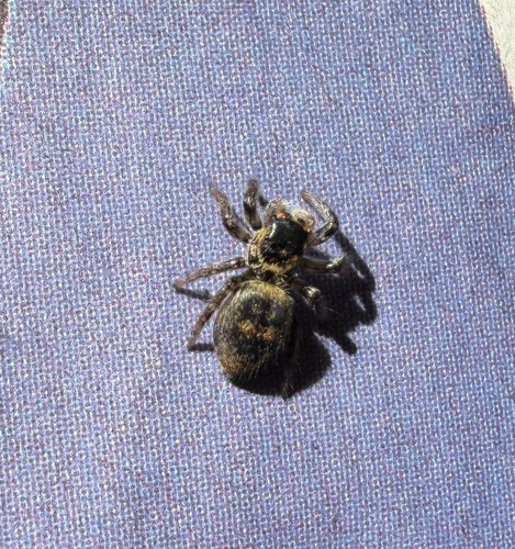 Carrhotus xanthogramma