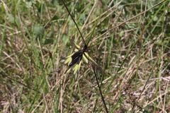 Libelloides coccajus