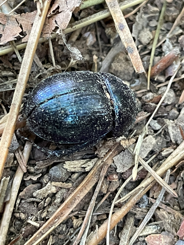 Woodland Dor Beetle