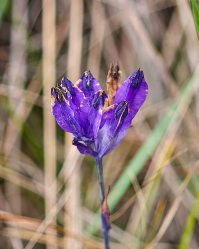 Burmannia disticha