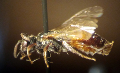 Sphecodes solonis