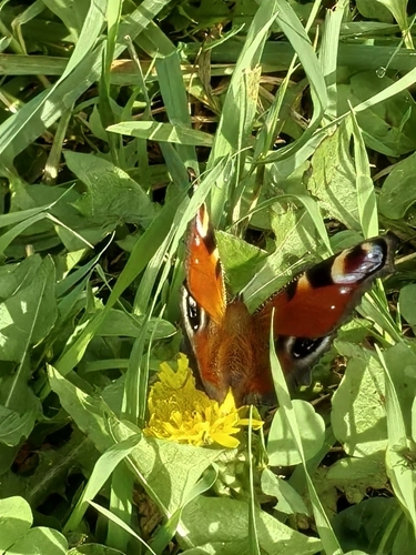 European Peacock Butterfly