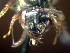 Sphecodes solonis