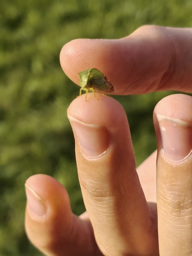 Buffalo Treehopper