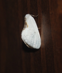 Cilix hispanica