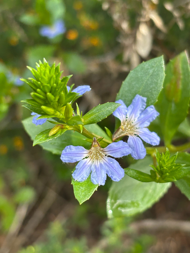Scaevola nitida, 2026-09-26