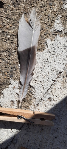 Plume de Tourterelle turque