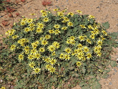 Arctotheca calendula, photograph (c) Thomas Mesaglio, some rights reserved (CC BY)