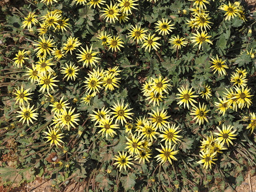 Arctotheca calendula, photograph 3