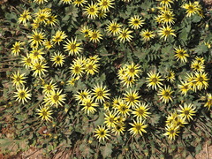 Arctotheca calendula, photograph (c) Thomas Mesaglio, some rights reserved (CC BY)